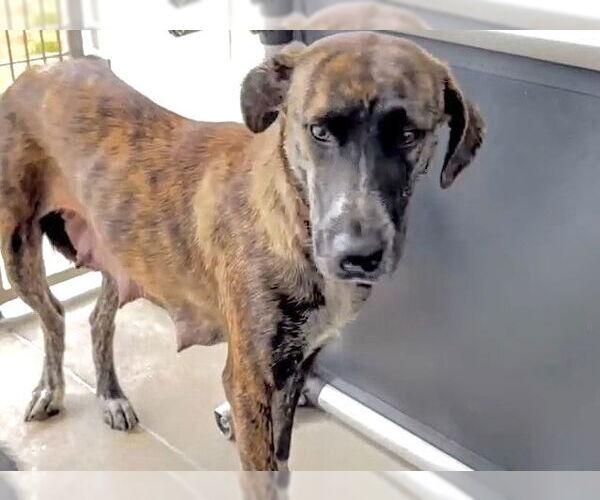 Medium Photo #3 Plott Hound-Unknown Mix Puppy For Sale in Houston, TX, USA