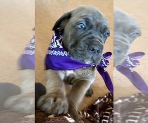 Cane Corso Puppy for sale in ROCKMART, GA, USA