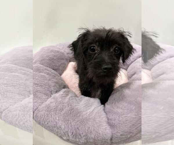 Medium Photo #1 Mutt Puppy For Sale in Pipe Creek, TX, USA