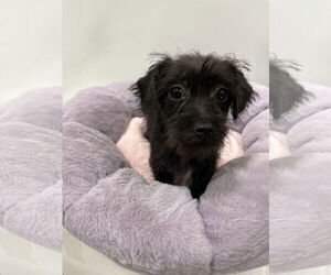 Mutt Dogs for adoption in Pipe Creek, TX, USA