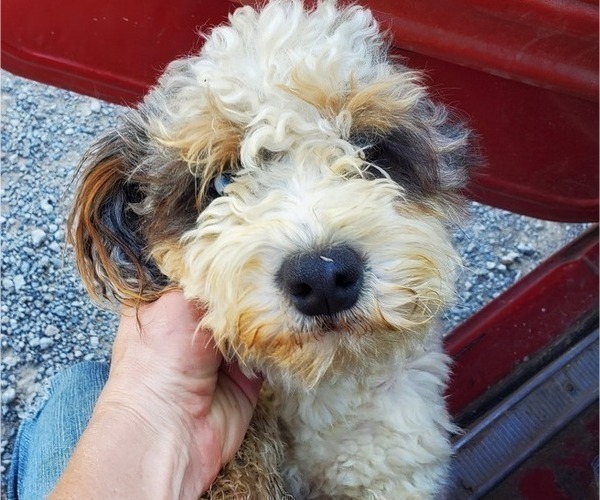 Medium Photo #1 Bernedoodle (Miniature) Puppy For Sale in LEETONIA, OH, USA