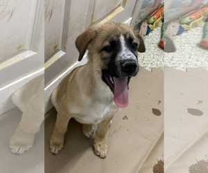 Labrador Retriever-Unknown Mix Dogs for adoption in Mechanicsburg, PA, USA