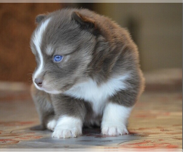 Medium Photo #2 Pomsky Puppy For Sale in DRACUT, MA, USA