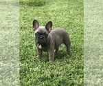 Small Photo #61 French Bulldog Puppy For Sale in WHITTIER, CA, USA