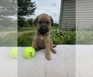 German Shepherd Dog-Unknown Mix Dogs for adoption in SHERBURNE, NY, USA