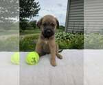 Small German Shepherd Dog Mix