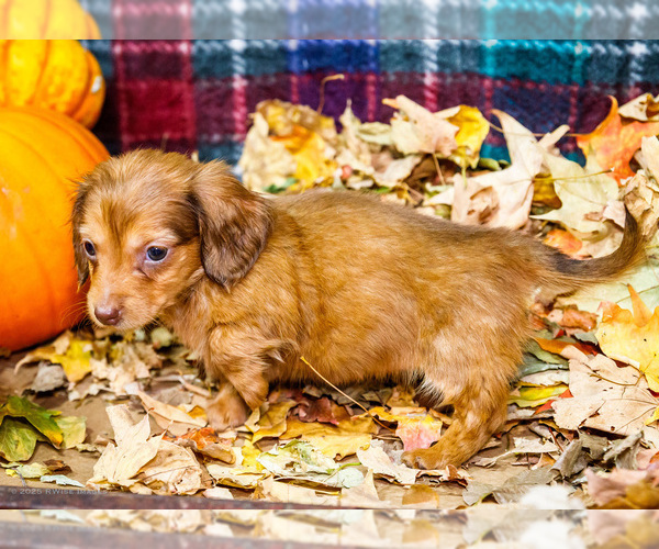Medium Photo #6 Dachshund Puppy For Sale in WAKARUSA, IN, USA