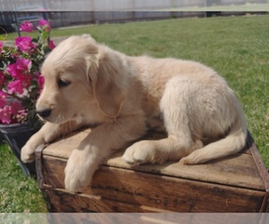 Golden Retriever Puppy for sale in CANON CITY, CO, USA