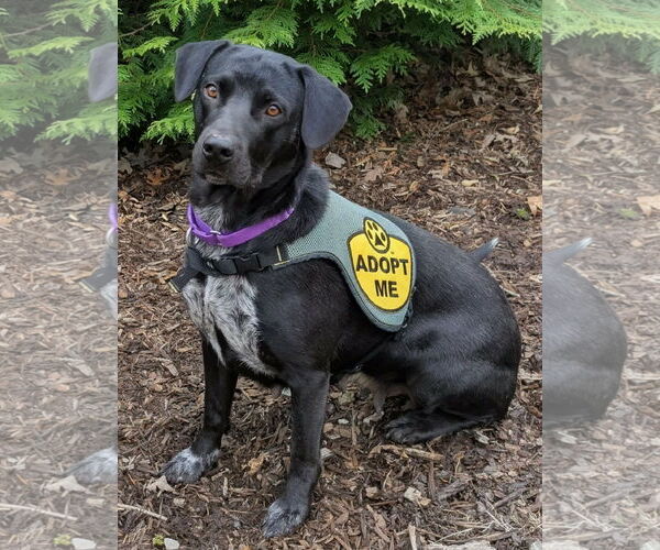 Medium Photo #2 Pointer-Unknown Mix Puppy For Sale in Cookeville, TN, USA