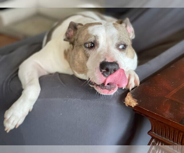 Medium Photo #9 American Staffordshire Terrier-Unknown Mix Puppy For Sale in Holly Springs, NC, USA