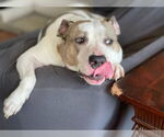 Small #8 American Staffordshire Terrier Mix