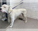 Small Dogo Argentino