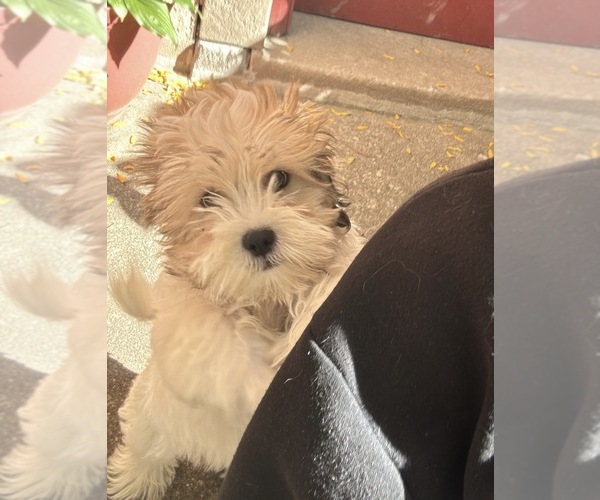 Medium Photo #1 Mal-Shi Puppy For Sale in CHICAGO, IL, USA