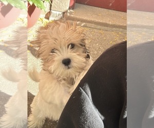 Mal-Shi Puppy for sale in CHICAGO, IL, USA