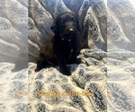 Small Photo #3 Labradoodle Puppy For Sale in KIRKSVILLE, MO, USA