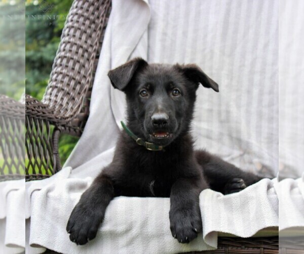 Medium Photo #1 German Shepherd Dog Puppy For Sale in KINZERS, PA, USA