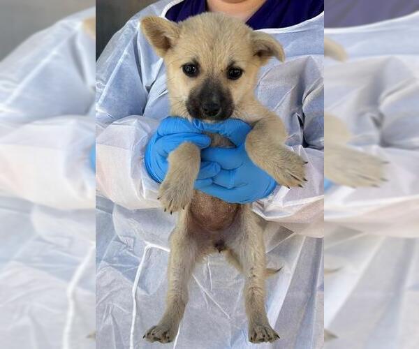 Medium Photo #1 Labrador Retriever Puppy For Sale in Conroe, TX, USA