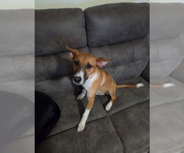 Medium Photo #3 Mutt Puppy For Sale in Brewster, NY, USA
