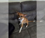 Small #2 Mutt