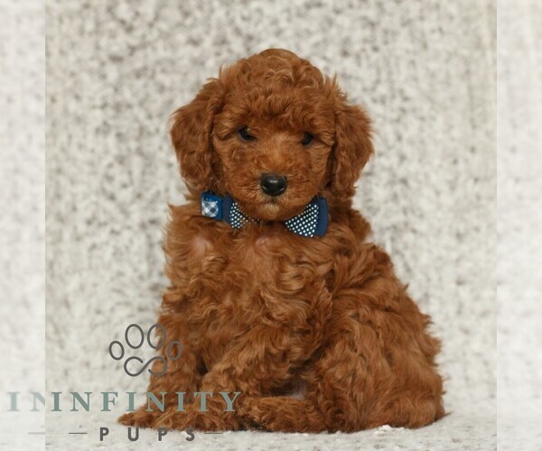 Medium Photo #1 Poodle (Toy) Puppy For Sale in NEW HOLLAND, PA, USA