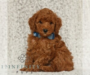 Poodle (Toy) Puppy for sale in NEW HOLLAND, PA, USA