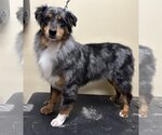 Small Photo #2 Australian Shepherd Puppy For Sale in Columbus, IN, USA