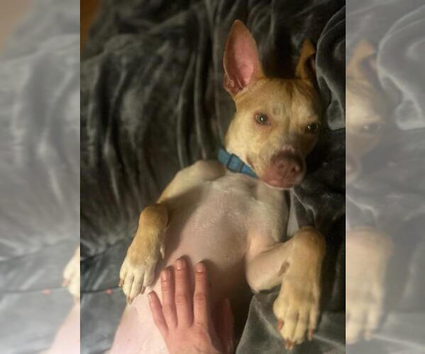 Medium Photo #7 American Pit Bull Terrier-Chihuahua Mix Puppy For Sale in Holly Springs, NC, USA