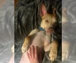 Small #6 American Pit Bull Terrier-Chihuahua Mix