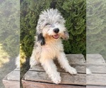 Small #3 Cockapoo