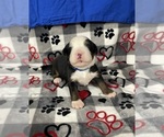 Small #3 Bernese Mountain Dog
