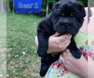 Chinese Shar-Pei Puppy for sale in BLOSSVALE, NY, USA