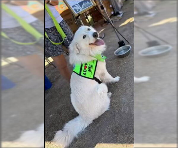 Medium Photo #7 Chow Chow-Great Pyrenees Mix Puppy For Sale in Houston, TX, USA