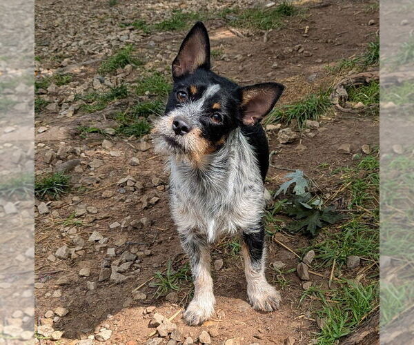 Medium Photo #1 Mutt Puppy For Sale in Vail, AZ, USA