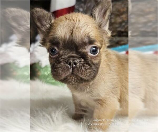 Medium Photo #12 French Bulldog Puppy For Sale in ALEXANDRIA, IN, USA
