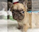 Puppy Puppy 4 French Bulldog