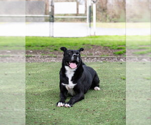 Siberian Husky-Unknown Mix Dogs for adoption in McDonough, GA, USA