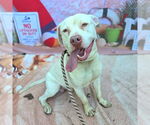 Small #1 American Pit Bull Terrier