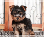 Small #1 Yorkshire Terrier