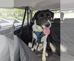 Great Pyrenees-Unknown Mix Dogs for adoption in Silver Spring, MD, USA