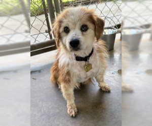 Colonial Cocker Spaniel-Unknown Mix Dogs for adoption in Ventura, CA, USA