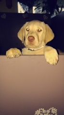 Sheprador Puppy for sale in BOSCAWEN, NH, USA