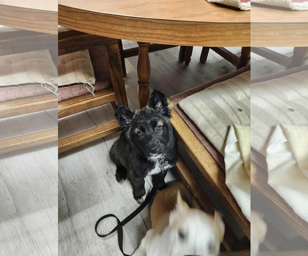 Medium Photo #8 Mutt Puppy For Sale in Holly Springs, NC, USA