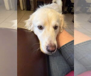 Great Pyrenees Dogs for adoption in Houston, TX, USA