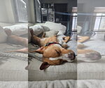 Small Photo #5 American Staffordshire Terrier-Labrador Retriever Mix Puppy For Sale in Tampa, FL, USA