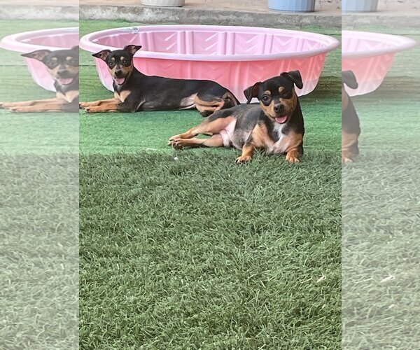 Medium Photo #7 Chipin Puppy For Sale in phoenix, AZ, USA