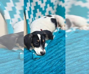 Thora- one of 3 playful sisters - Female Rat Terrier-Unknown Mix Dog for Adoption - Photo #3