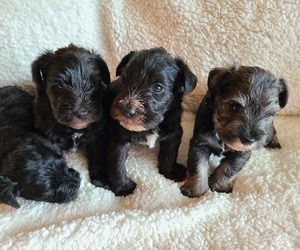 Schnauzer (Miniature) Puppy for sale in HENLEY, MO, USA