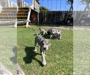 Cane Corso-Great Dane Mix Puppy for sale in WILMINGTON, CA, USA