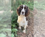 Small Photo #1 English Springer Spaniel Puppy For Sale in TROY, AL, USA