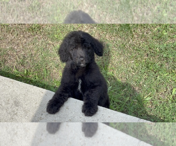 Medium Photo #4 Goldendoodle Puppy For Sale in DETROIT, MI, USA